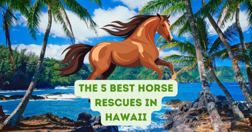 The 5 Best Horse Rescues in Hawaii