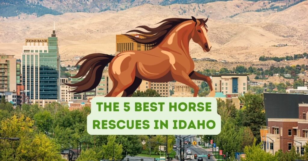 The 5 Best Horse Rescues in Idaho