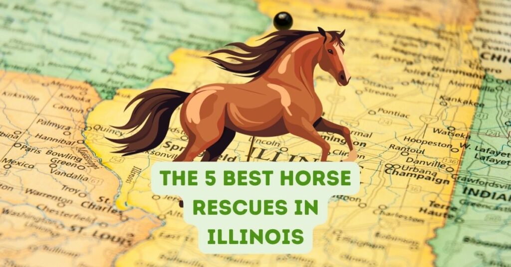 The 5 Best Horse Rescues in Illinois