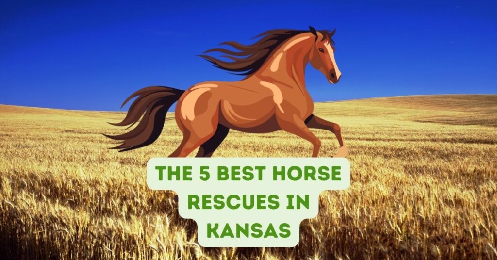 The 5 Best Horse Rescues in Kansas