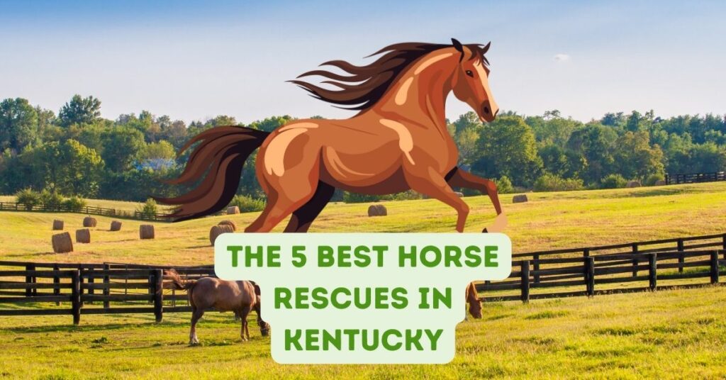 The 5 Best Horse Rescues in Kentucky