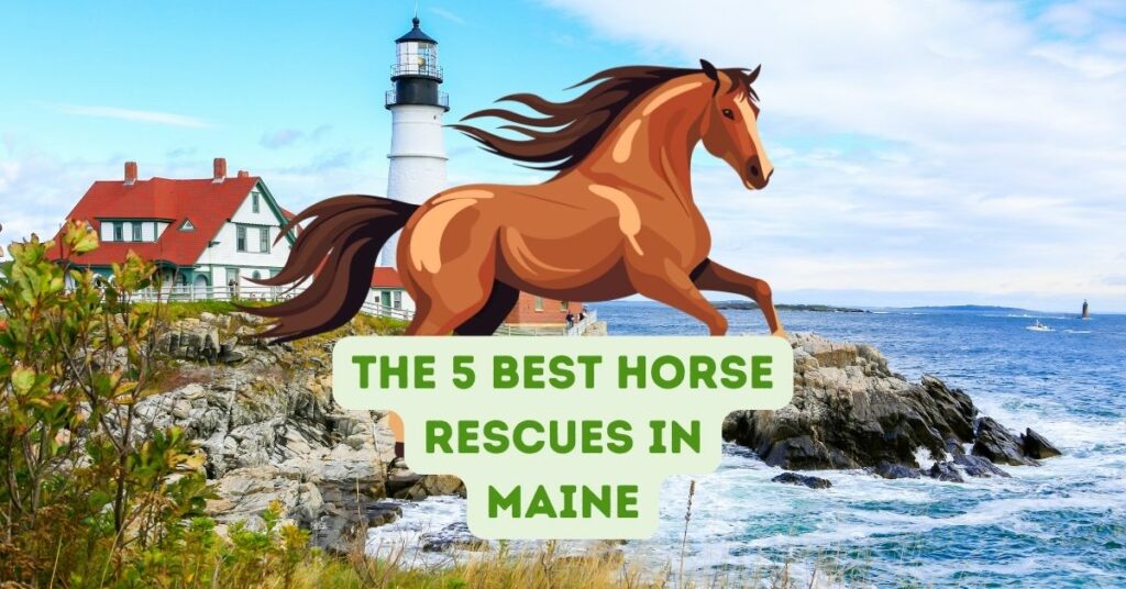 The 5 Best Horse Rescues in Maine