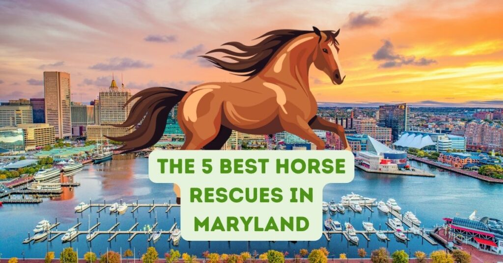 The 5 Best Horse Rescues in Maryland