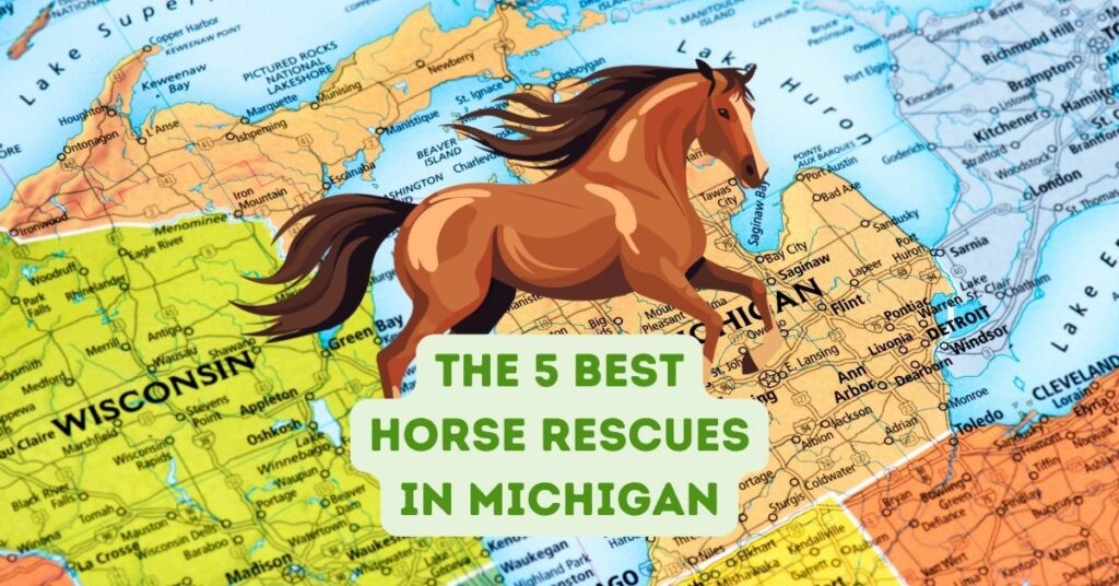 The 5 Best Horse Rescues in Michigan