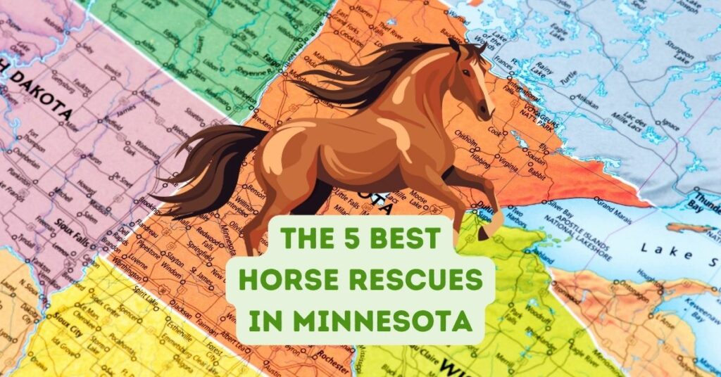 The 5 Best Horse Rescues in Minnesota