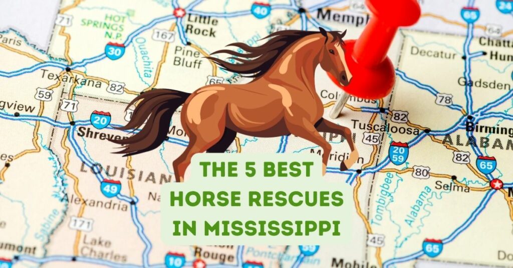 The 5 Best Horse Rescues in Mississippi