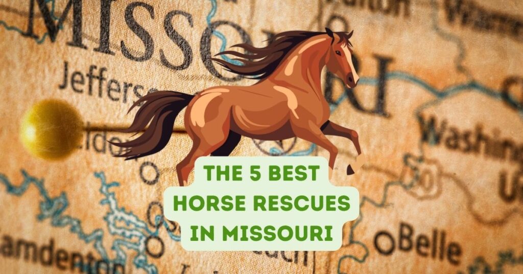 The 5 Best Horse Rescues in Missouri