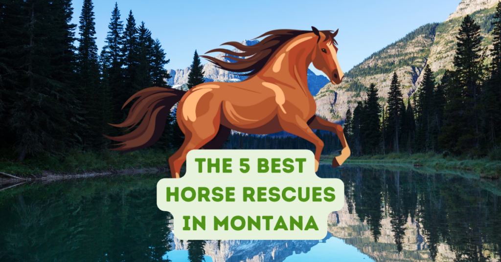The 5 Best Horse Rescues in Montana