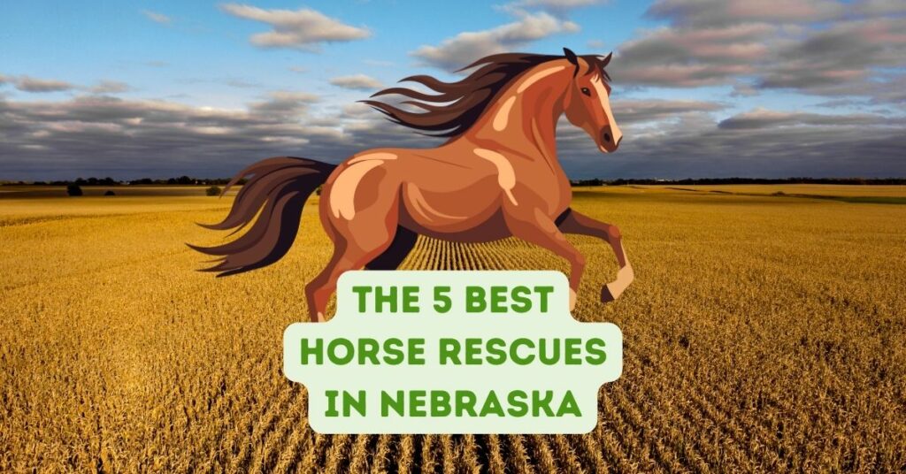 Horse Rescues in Nebraska