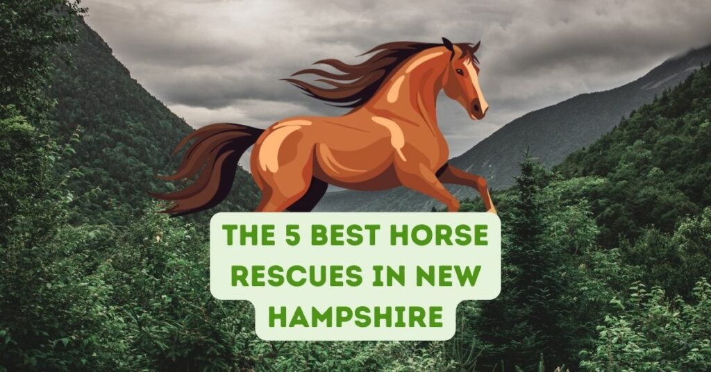 The 5 Best Horse Rescues in New Hampshire