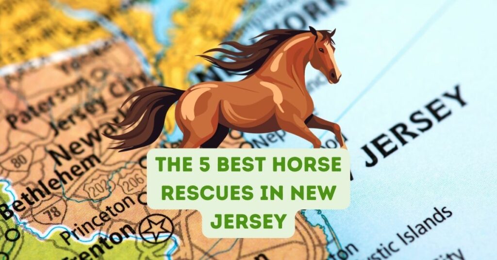 The 5 Best Horse Rescues in New Jersey