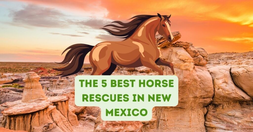 The 5 Best Horse Rescues in New Mexico