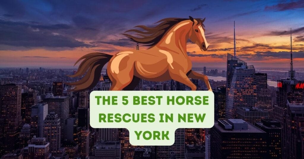 The 5 Best Horse Rescues in New York