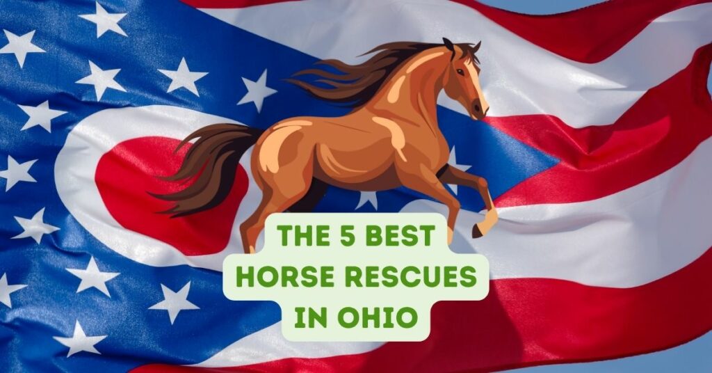 The 5 Best Horse Rescues in Ohio
