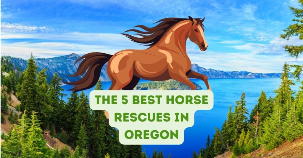 The 5 Best Horse Rescues in Oregon