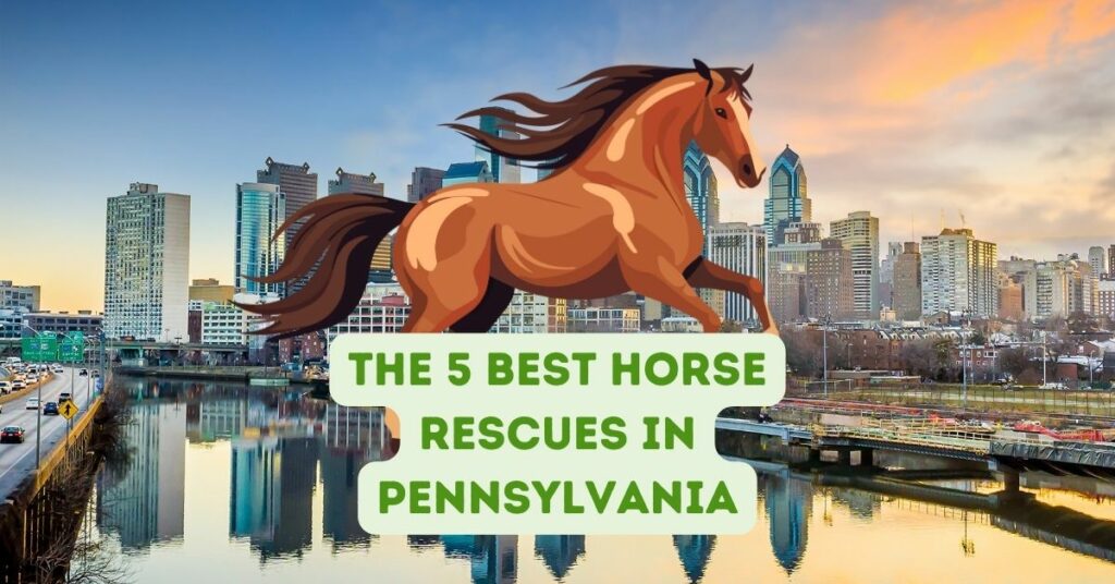 The 5 Best Horse Rescues in Pennsylvania