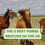 The 5 Best Horse Rescues in the UK