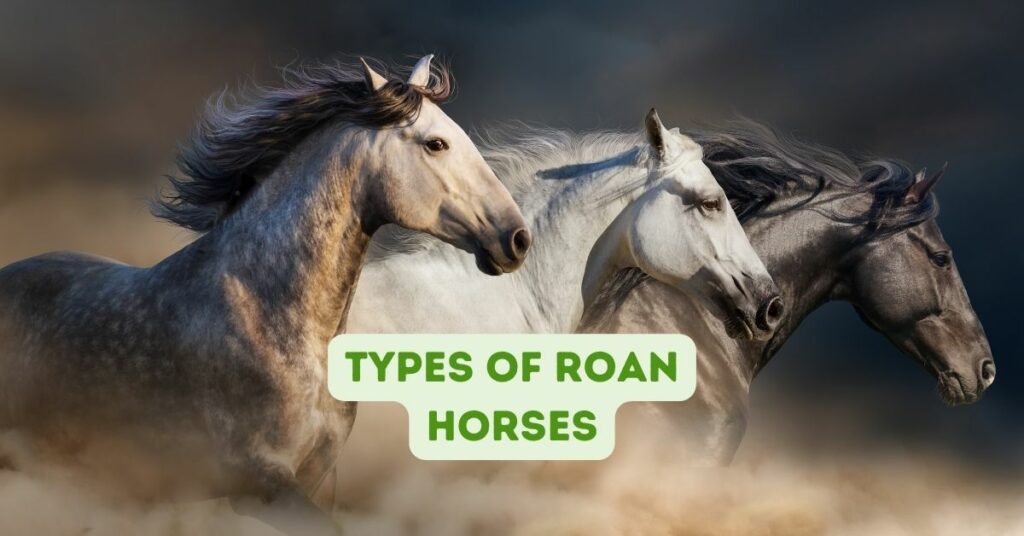 Types of Roan Horses