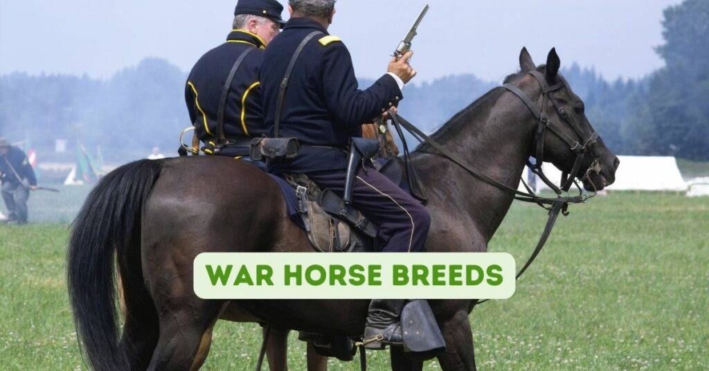 War Horse Breeds