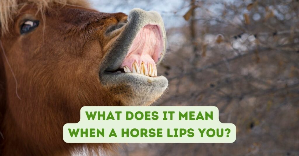 What Does it Mean When a Horse Lips You?