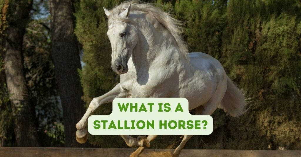 What Is A Stallion Horse?
