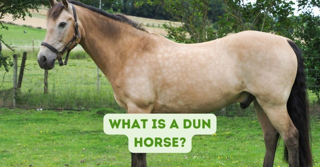 What is a Dun Horse?