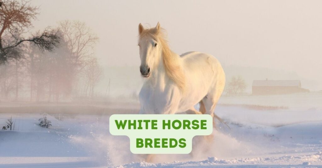 White Horse Breeds