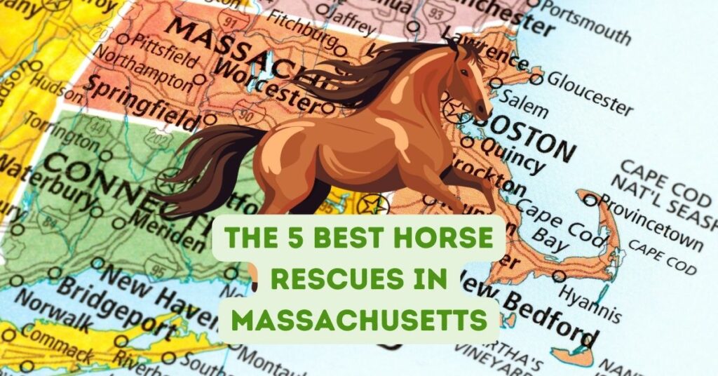 the 5 best Horse Rescues in Massachusetts