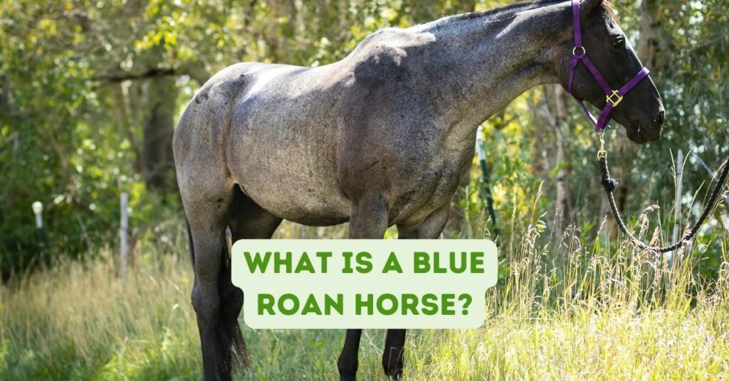 what is a blue roan horse?